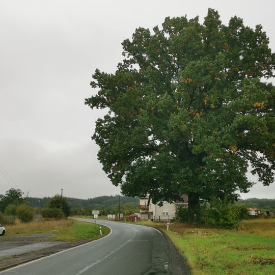 Chodovoplánský dub