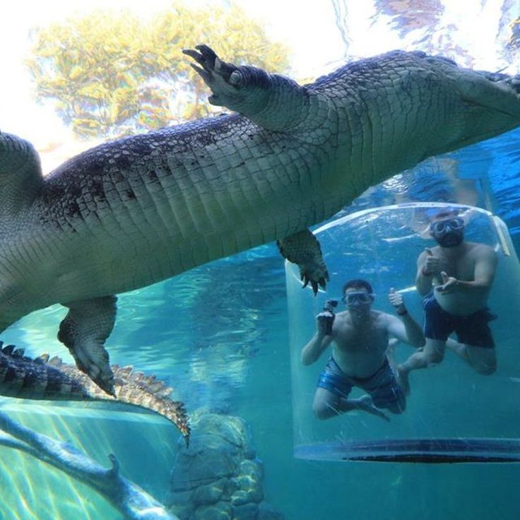 Crocosaurus Cove