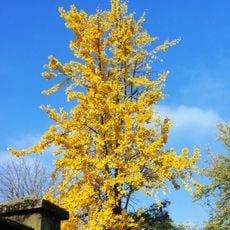 Parco di Villa Finzi