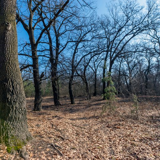 Столітні дубові насадження