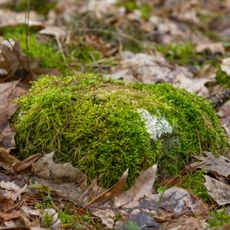 Grenzstein Heilstättenstraße 130 in Zirndorf