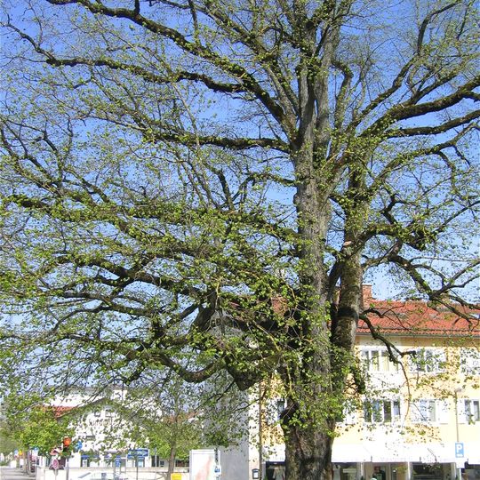 Verfassungslinde Grünwald