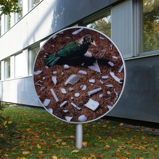 Bower Birds - A Docufiction