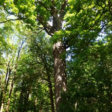 Dub u Veličky ve Strážnici