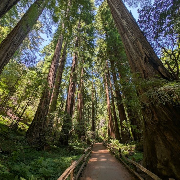 Muir Woods National Monument