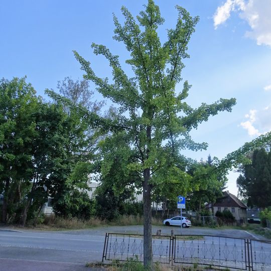 Ginkgo Zittauer Straße 1