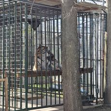 Cedar Cove Feline Conservatory & Sanctuary