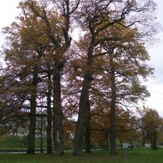 6 Eichen beim Fasanengarten(früher: 8 Eichen)