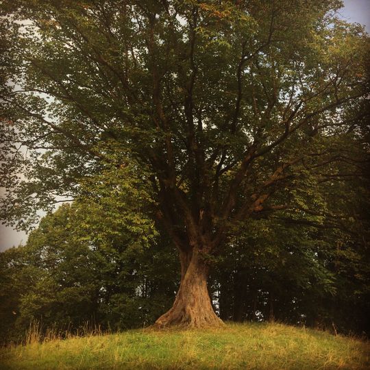 Carpino nero di Contrà Piani
