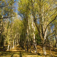 Stromořadí princezny Marie