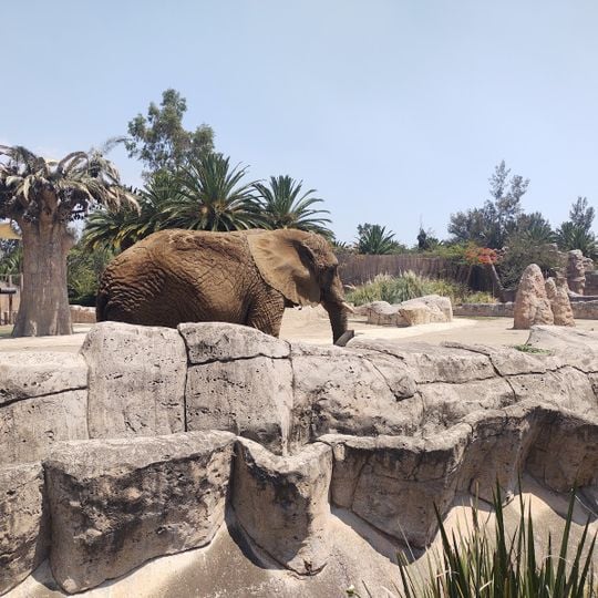 Zoo di San Juan de Aragón