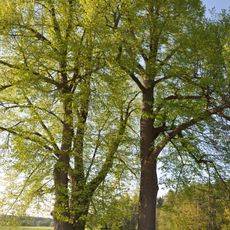 Dvě lípy v Perkách