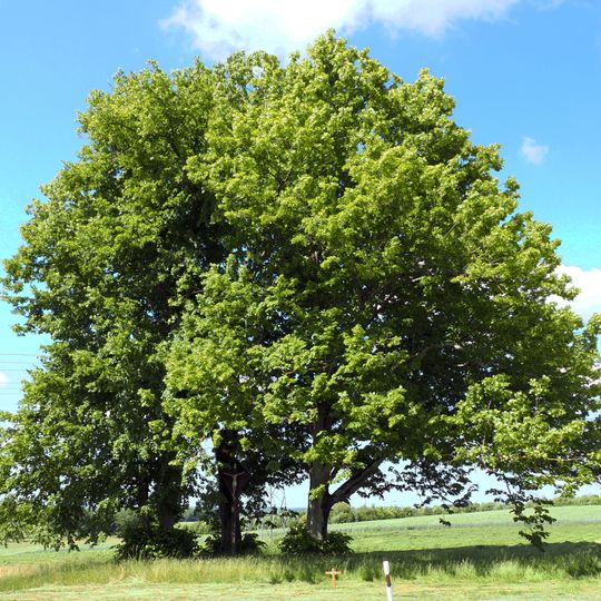 3 Linden mit Kreuz