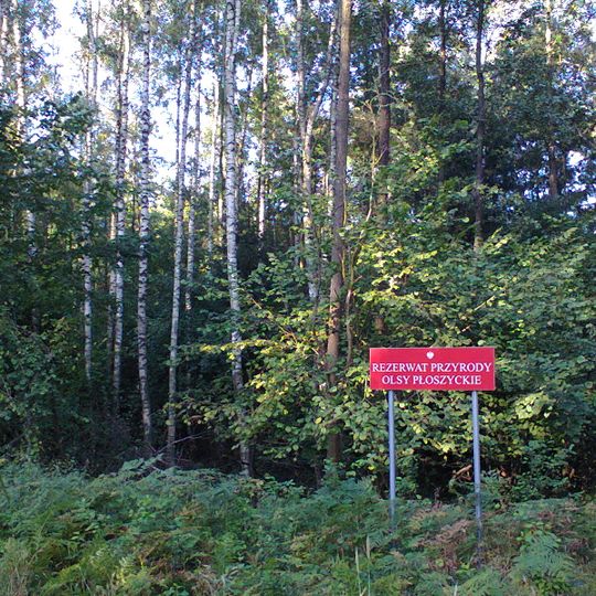 Rezerwat przyrody Olsy Płoszyckie