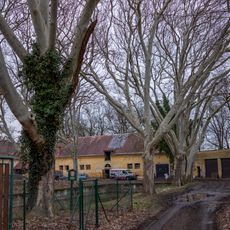 Platany ve Stránově