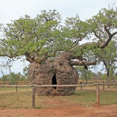 Boab Prison Tree, Derby