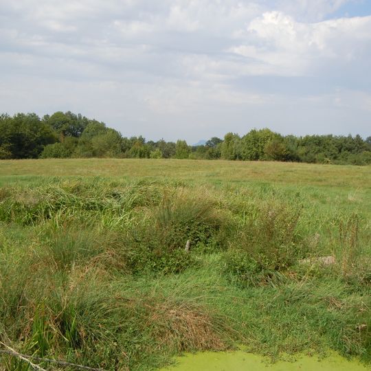 Boisements humides du ruisseau de la Corbassière