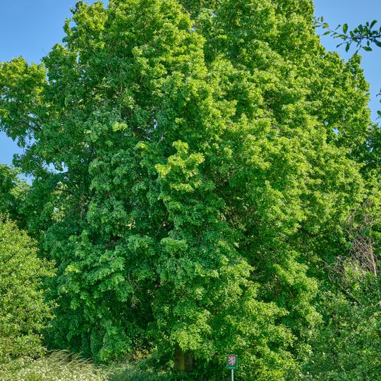 Alej ke Svaté Anně v Plané