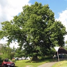 Lípa srdčitá (Tilia cordata)