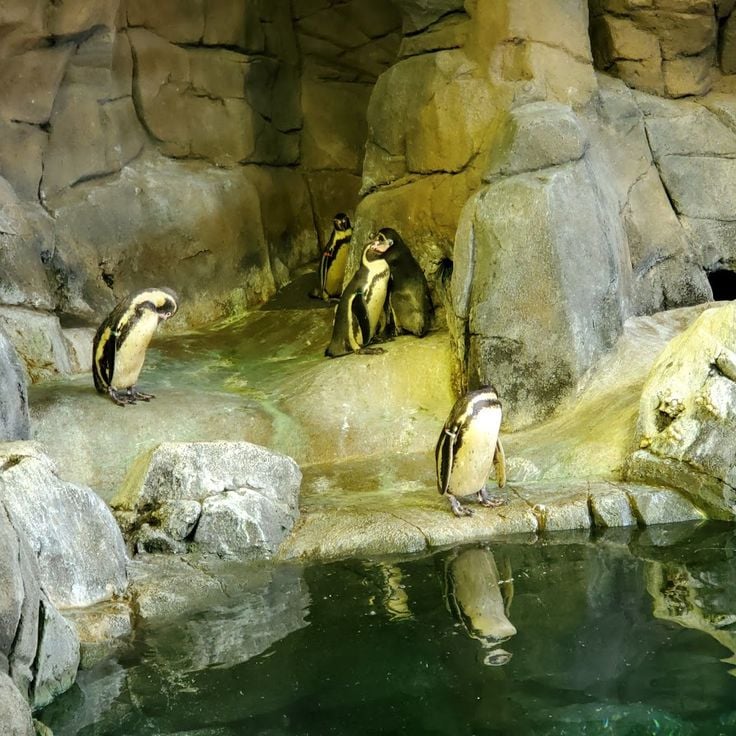 Zoo e Acquario di Kansas City