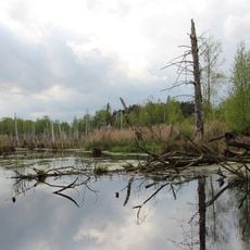 Prackendorfer und Kulzer Moos