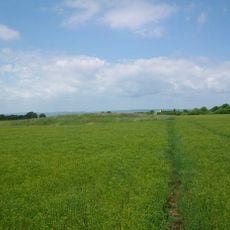 Bowl barrow re-used as a moot 205m SSE of Chelwood