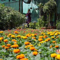 Shahid Fakuri Flower Market