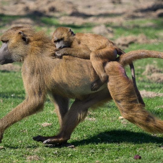 Port Lympne Wild Animal Park