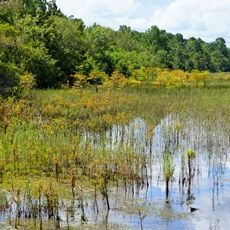 Lake Waccamaw State Park