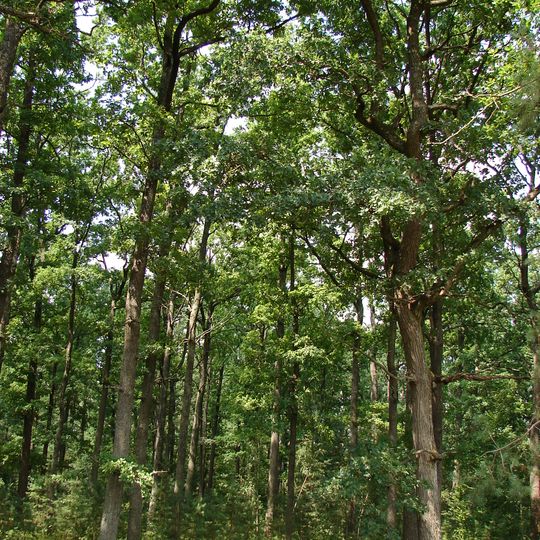 Chabelskyi Nature Reserve