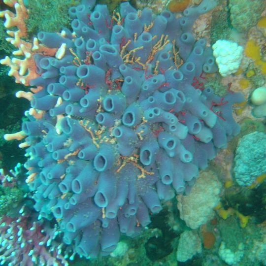 Coral Gardens