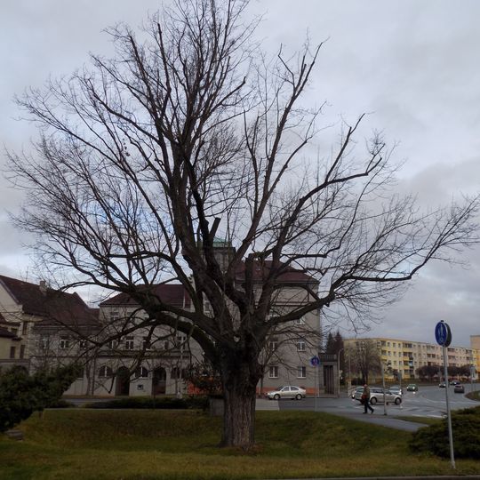 Javor u klatovské pošty