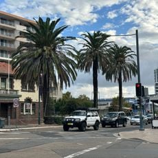 Row of Three Palm Trees