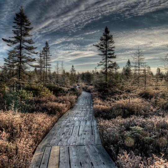 Johnville Bog & Forest Park