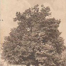 Eminescu's Linden Tree