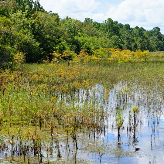 Lake Waccamaw State Park