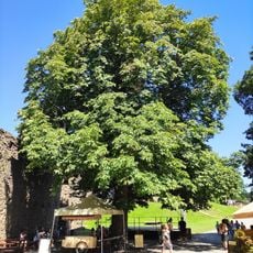 Jírovec na Helfštýně