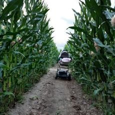 Ranczo w kukurydzy - Malary