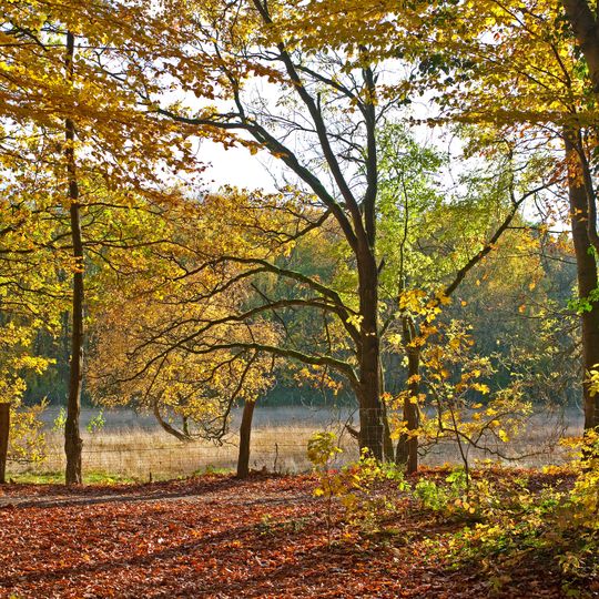 LSG-Oberbenrad-Forstwald