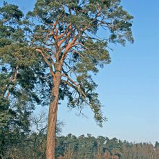 Borovice pod hradem Kunětická hora