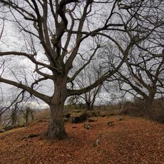 Gehölz mit Steppenheide und sog. Steinfelsen