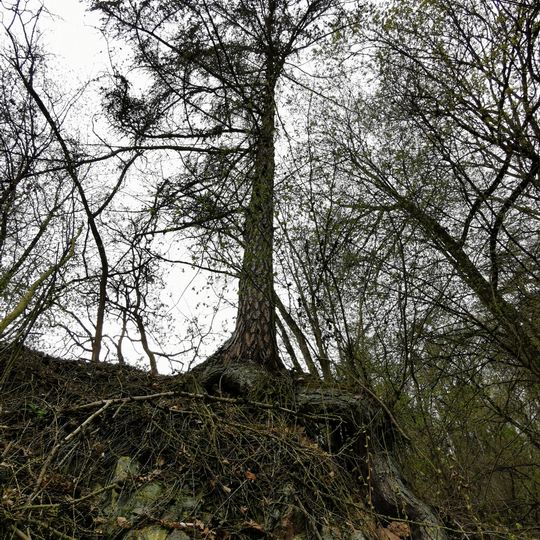 Lärche an der „Ochsendrehe“ in Meißen-Triebischtal