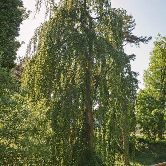 Buk lesní v podzámeckém parku