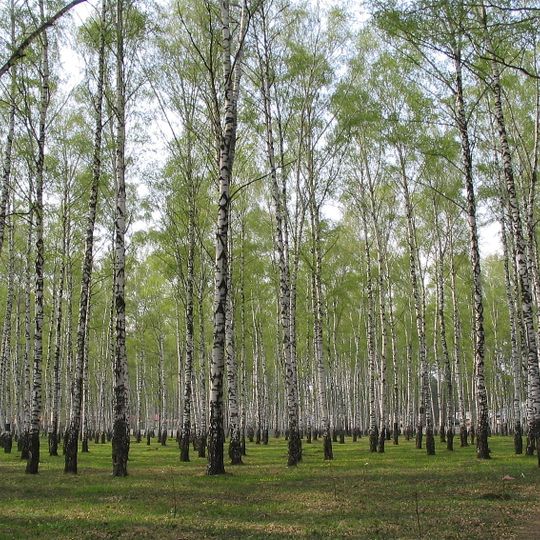 Birch Grove