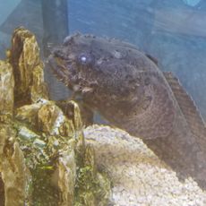 The Santa Fe Reptile and Bug Museum