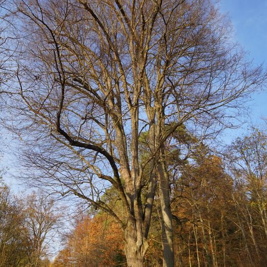 3 Linden am Ulrichsdenkmal