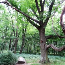 Park dworski, ob. miejski