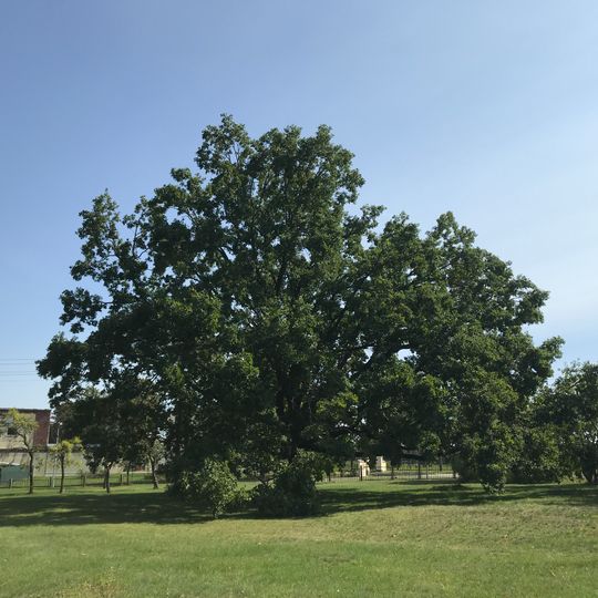 Naturdenkmal Stieleiche ca. 15 m südlich der Kirche in Neupetershain-Nord