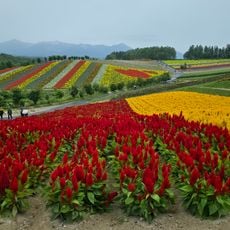 Panoramic Flower Gardens Shikisai-no-oka