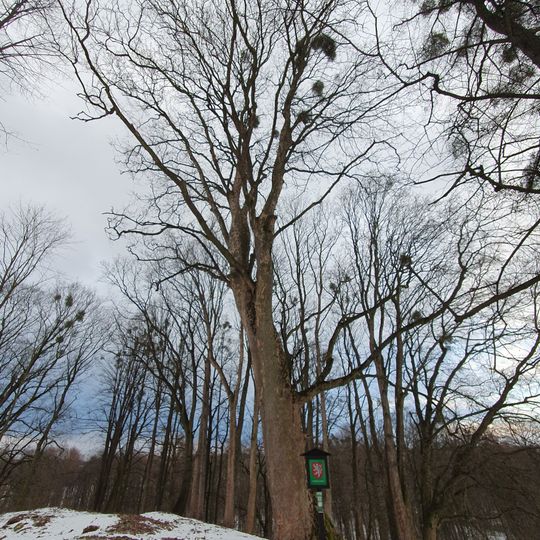 Klen v Horních Domaslavicích